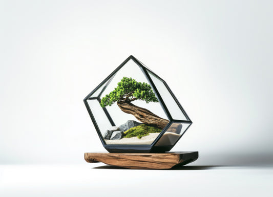 Plant terrariums