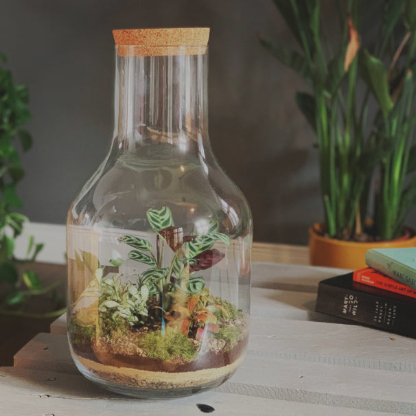 Banner image for: <h2>Plant terrariums</h2>