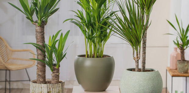 Banner image for: <h2>House plants</h2>