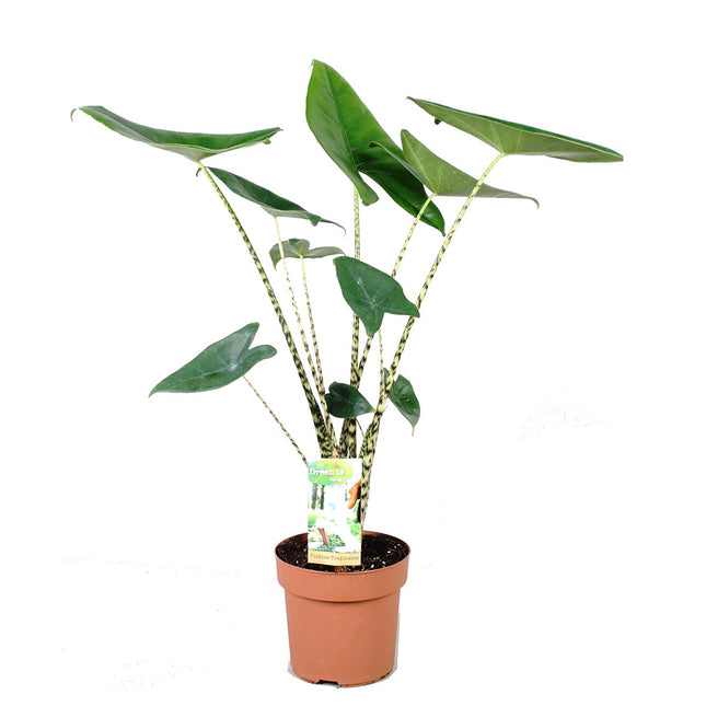 Alocasia Zebrina - Kamerplant - ↑ 60-70 cm - Potmaat Ø 17 cm