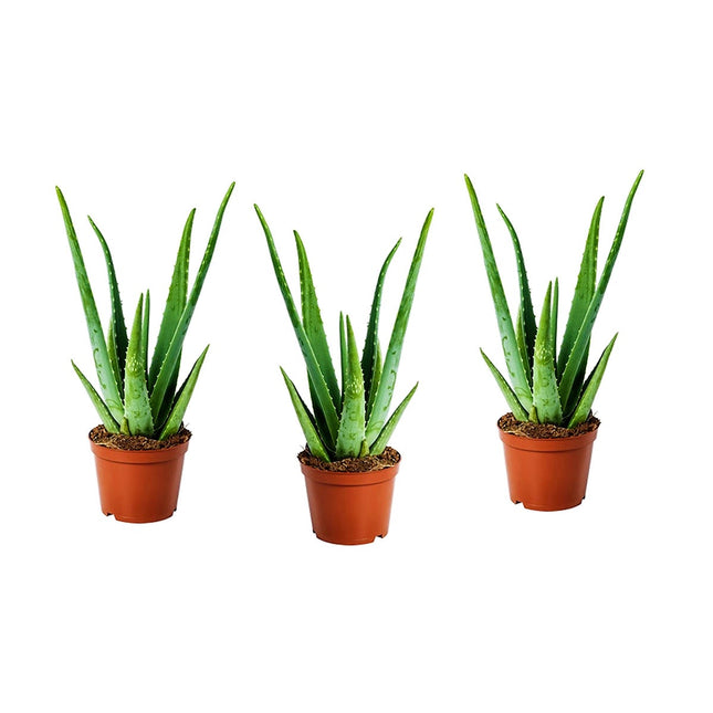 Aloë Vera planten - Set of 3 - ↑ 20 - 30 cm  - Size Ø 10,5 cm