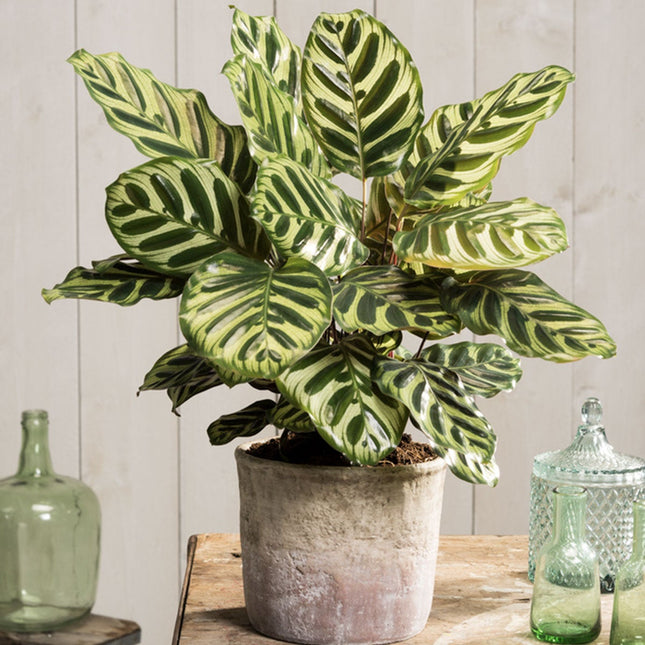 Calathea Makoyana - ↑ 40-50 cm  - Size Ø 21 cm