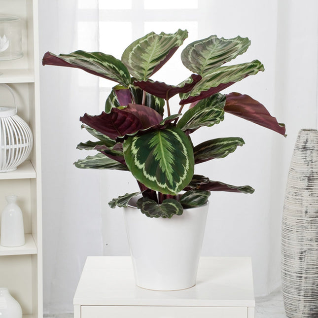 Calathea 'Marion' XL - ↑ 50-60 cm  - Size Ø 21 cm