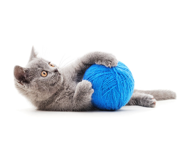 Kitten toy Ball-ball