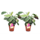 Ctenanthe - Set of 2 - ↑ 25-40 cm  - size Ø 12 cm