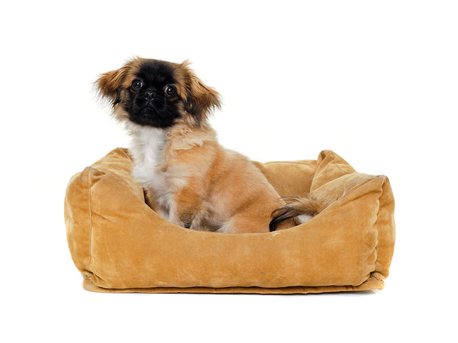 Dog Bed Fluffy