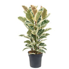 Ficus Elastica Tineke XL - ↑ 80-100 cm  - Size Ø 24 cm