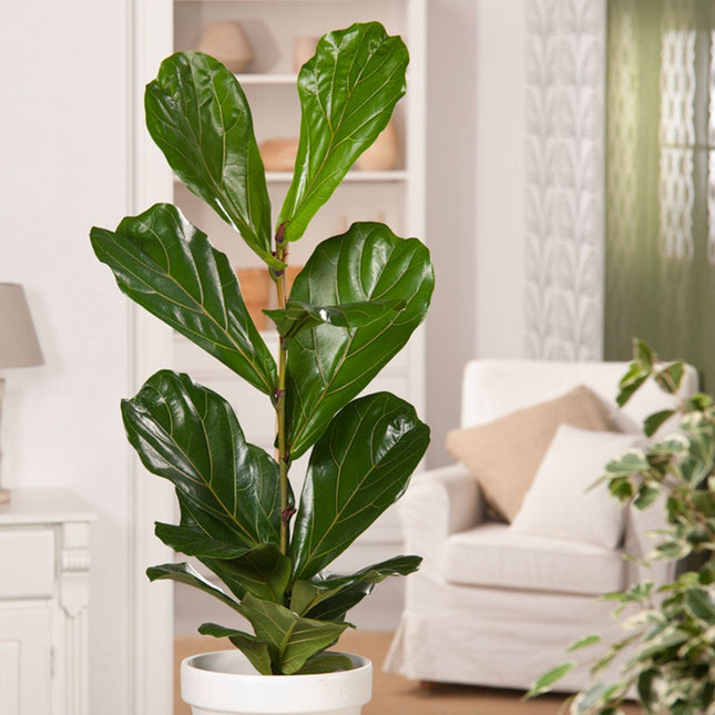 Ficus Lyrata - ↑ 90-110 cm - Size Ø 21 cm