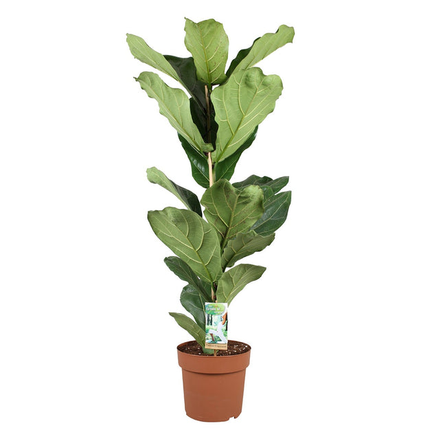 Ficus Lyrata - ↑ 90-110 cm - Size Ø 21 cm