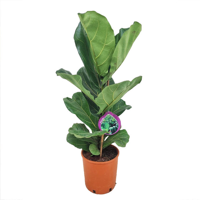 Ficus Lyrata - Vioolplant  - ↑ 70-80 cm  - Size Ø 19 cm