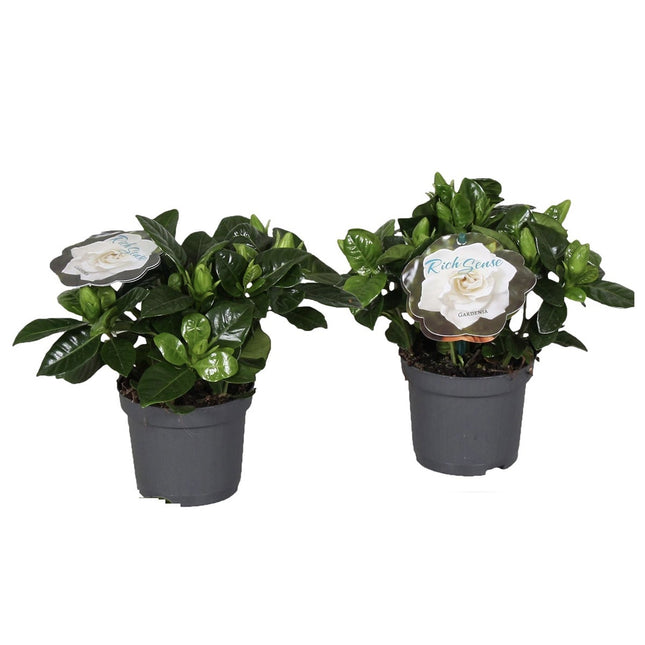 Gardenia Jasminoides (Cape Jasmine) - Set of 2  - ↑ 25-40 cm - Size Ø 13 cm