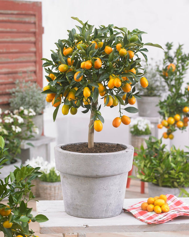 Kumquat tree - ↑ 50-60 cm  - Size Ø 19 cm