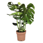 Monstera Deliciosa - ↑ 60-70 cm - Size Ø 21 cm