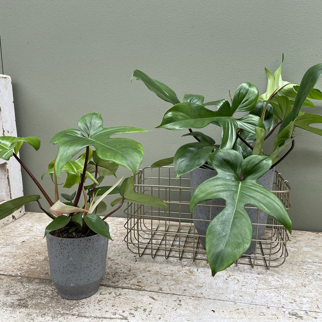 Philodendron Florida Green - ↑ 40-50 cm  - Size Ø 17 cm