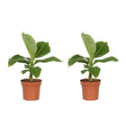 Banana plant - Tropical Houseplant - ↑ 25 - 40 cm  - Size Ø 12 cm