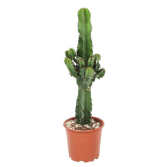 Collection image for: XL plants