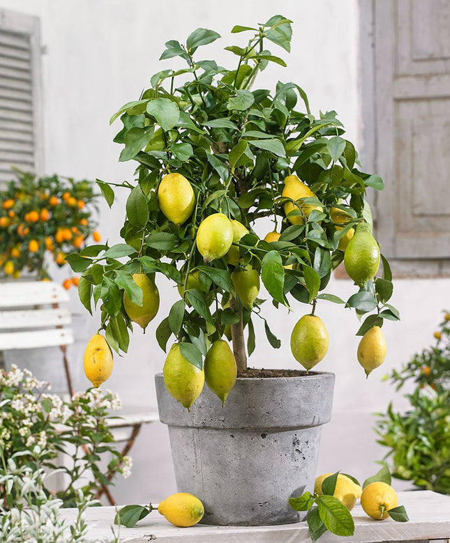 Citrus Limon tree - ↑ 60-70 cm - Size Ø 19 cm