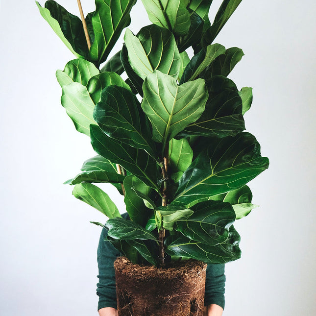 Ficus Lyrata - Vioolplant  - ↑ 70-80 cm  - Size Ø 19 cm