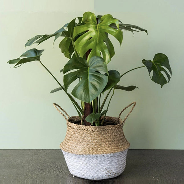 Monstera Deliciosa - ↑ 60-70 cm - Size Ø 21 cm