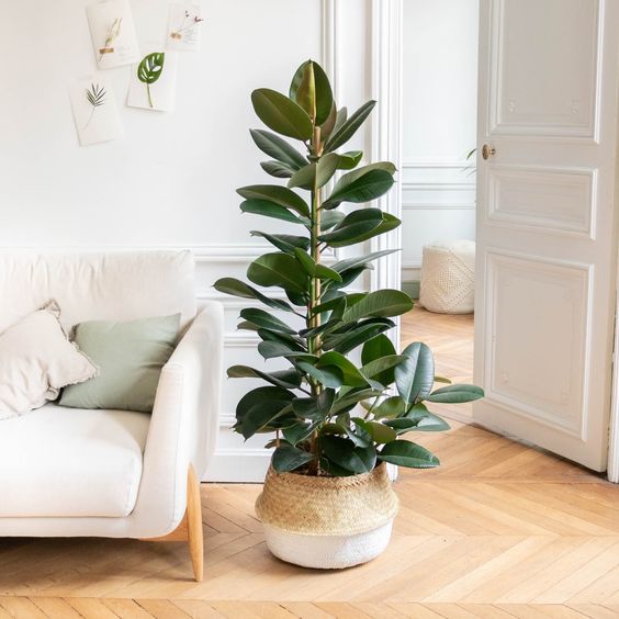 Ficus Elastica 'Robusta' XL - ↑ 80-100 cm  - Size Ø 24 cm