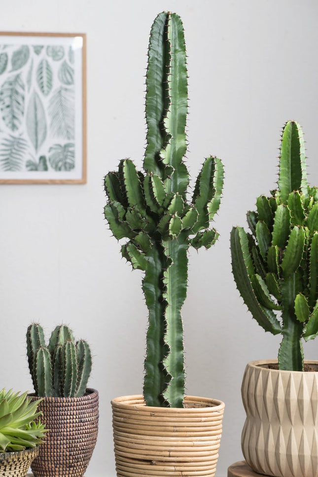 Cool Euphorbia Cowboy-cactus - ↑ 50-60 cm  - Size Ø 17 cm