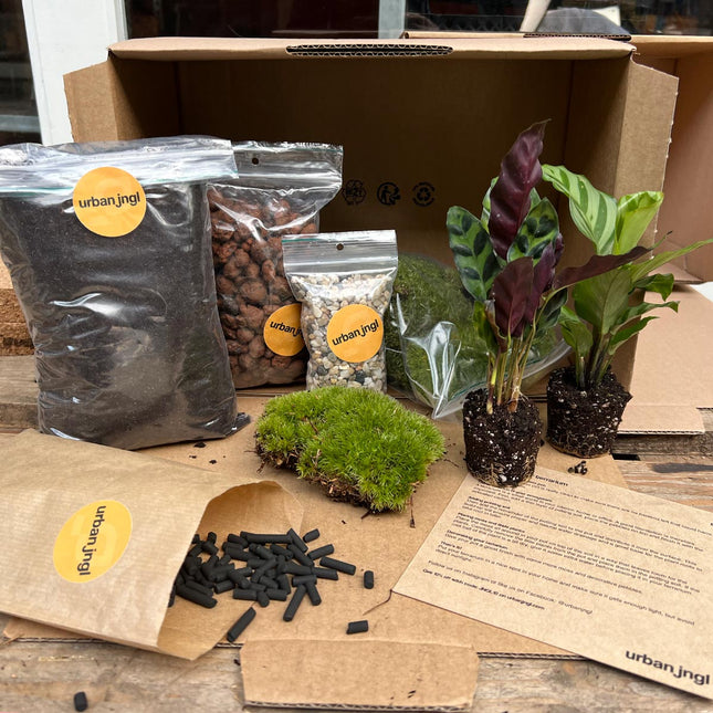 DIY terrarium refill kit with 2/3/4 plants