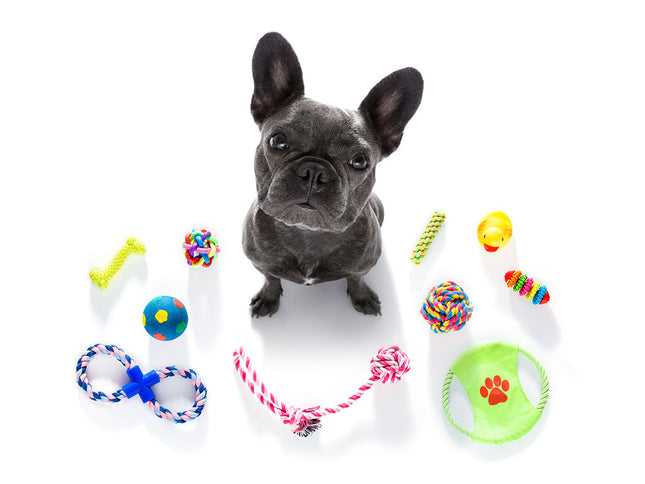 Bunch of Dog toys